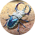 sapphirebeetle